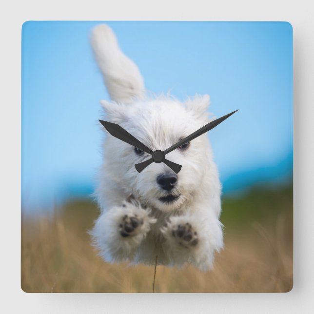 A Cute West Highland Terrier Puppy Running Square Wall Clock (Front)
