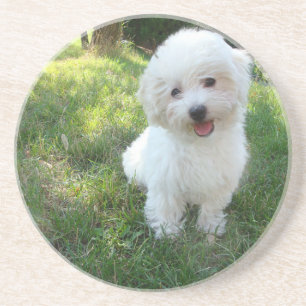 a cute westie - west highland terrier - at a local coaster