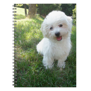 a cute westie - west highland terrier - at a local notebook