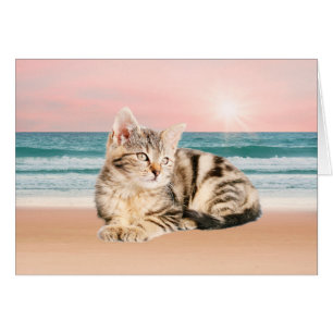 A Cuter Striped Cat Sitting on Beach with sunset