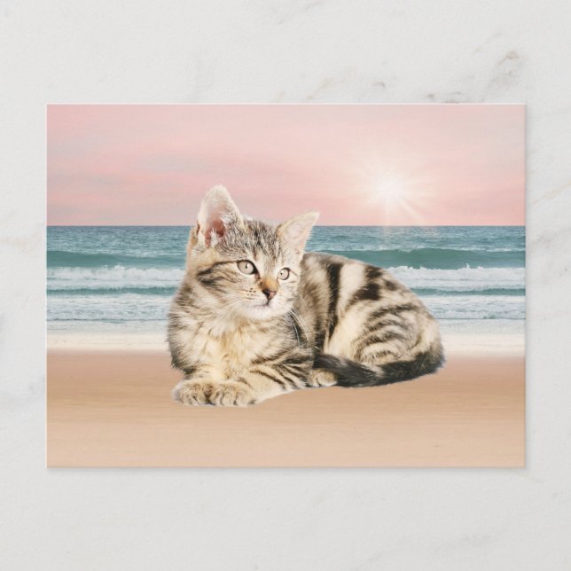 A Cuter Striped Cat Sitting on Beach with sunset Postcard (Front)