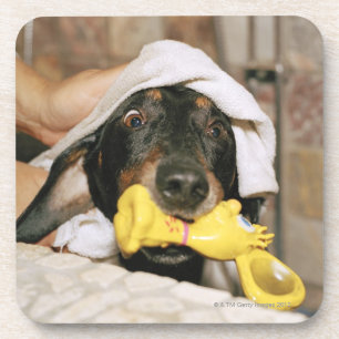 A dachshund being bathed. coaster