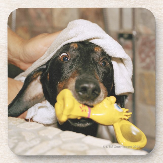A dachshund being bathed. coaster (Front)