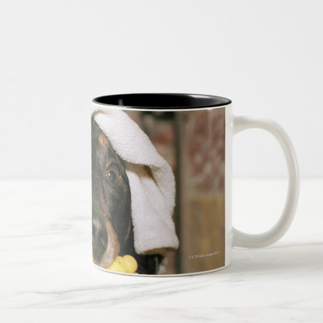 A dachshund being bathed. Two-Tone coffee mug (Right)