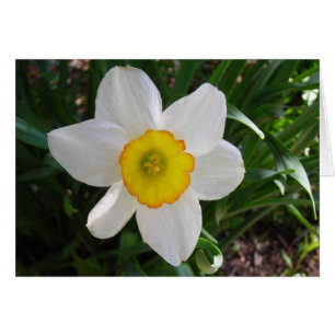 A daffodil beauty
