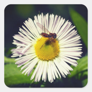A daisy fleabane flower and a bee Square Sticker