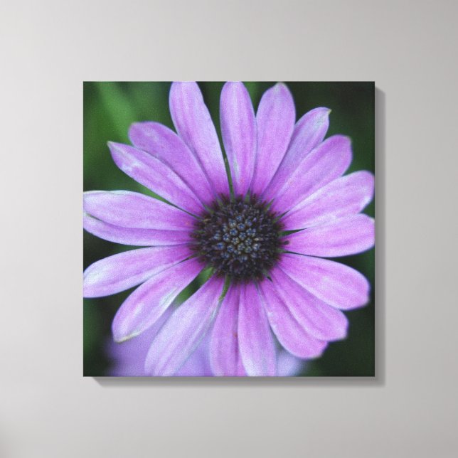 A Daisy for You! Canvas Print (Front)