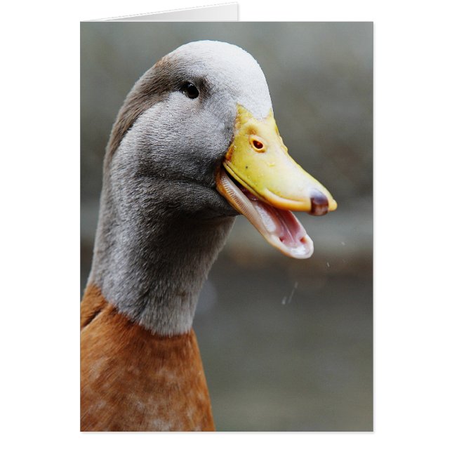 A DANDY DUCK (Front)