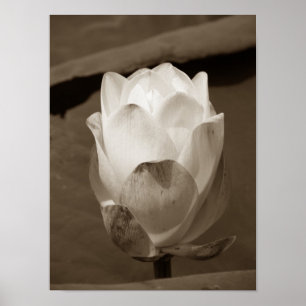 A Day at the Pond Series Poster