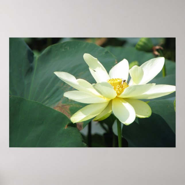 A Day at the Pond Series Poster (Front)