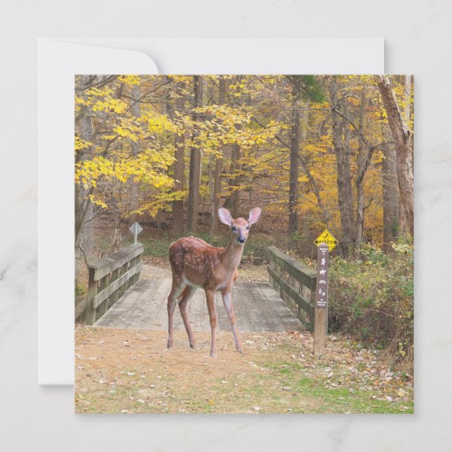 A deer in the park (Front)