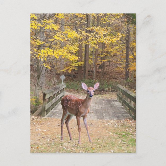 A deer in the park holiday postcard (Front)