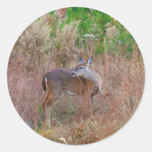 A Deer in the Tall Grass Classic Round Sticker