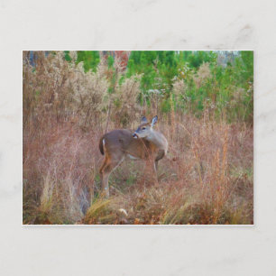 A Deer in the Tall Grass Postcard