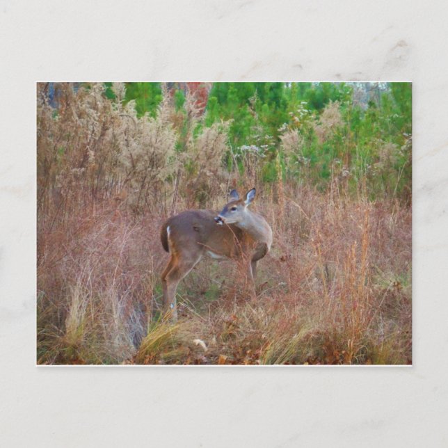 A Deer in the Tall Grass Postcard (Front)
