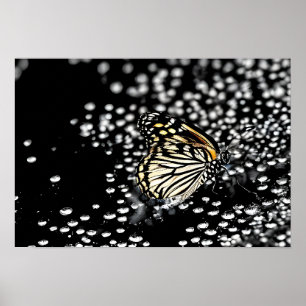 A delicate butterfly with drops of dew poster