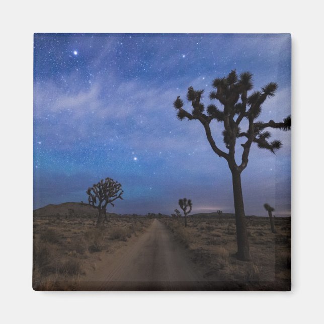 A Desert Road and Joshua Trees at Night Magnet (Front)