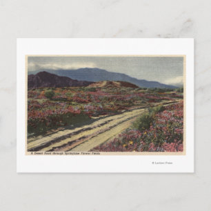 A Desert Road through Springtime Flower Fields Postcard