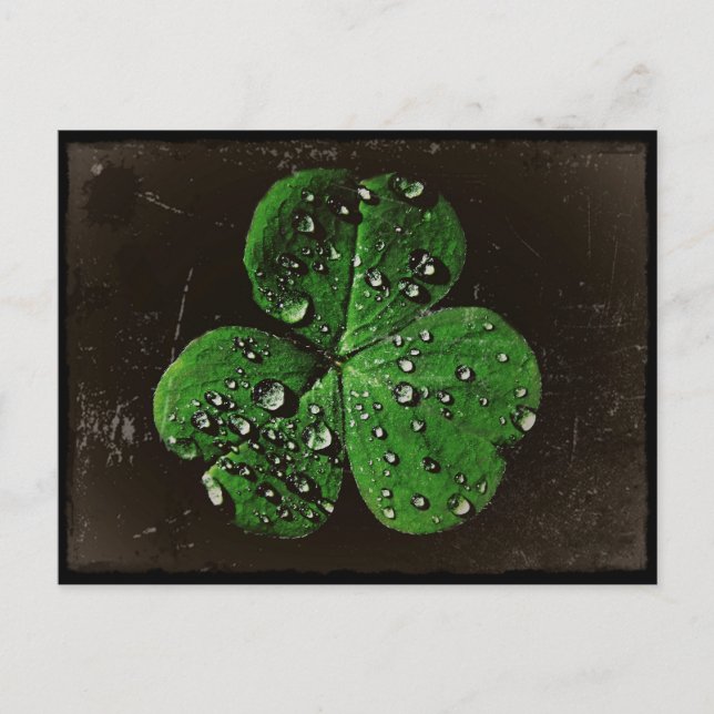 A Dew Covered Shamrock Postcard (Front)