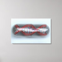 A DNA strand in a capsule