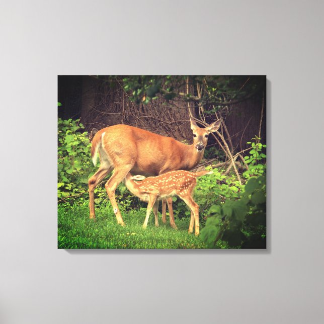 A doe and her fawn canvas print (Front)