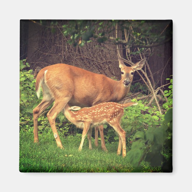 A doe and her fawn  magnet (Front)
