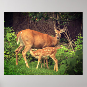A doe and her fawn poster