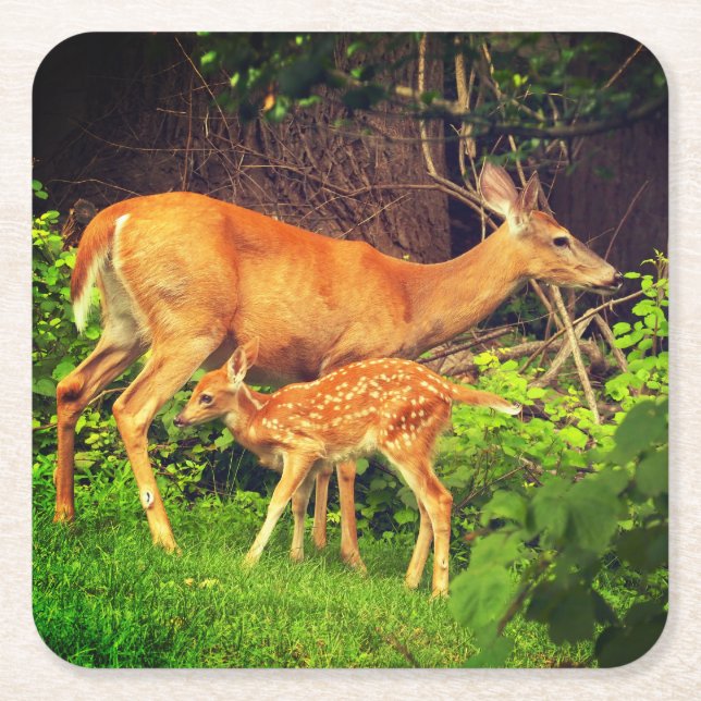 A doe and her fawn square paper coaster (Front)