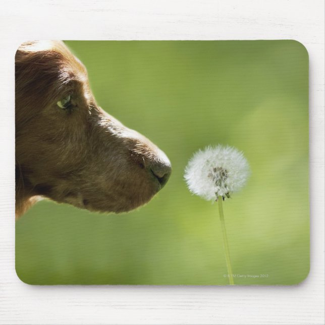 A dog and a dandelion. mouse pad (Front)