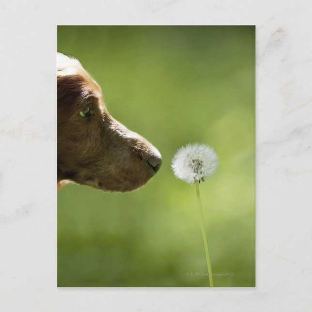 A dog and a dandelion. postcard (Front)