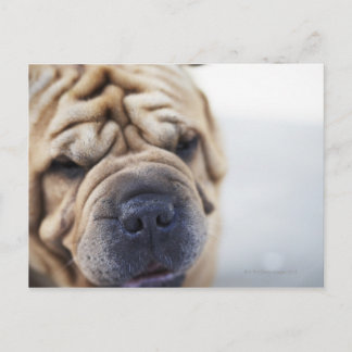 A dog, close-up. postcard