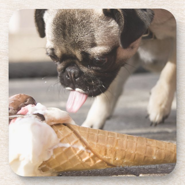 A dog eating an ice cream from a pavement coaster (Front)