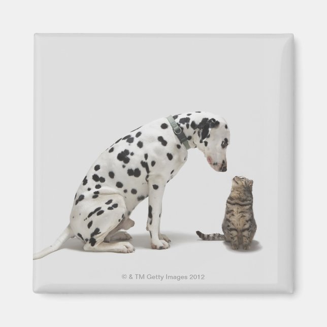 A dog looking at a cat magnet (Front)