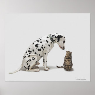 A dog looking at a cat poster