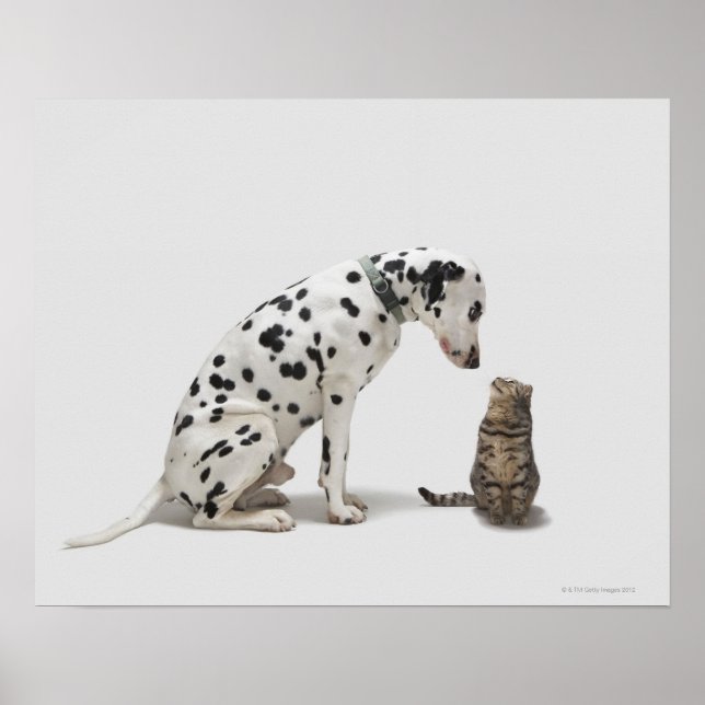 A dog looking at a cat poster (Front)