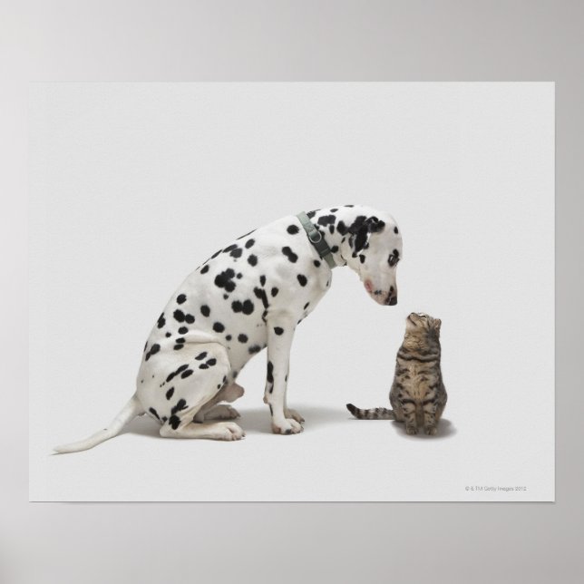 A dog looking at a cat poster (Front)