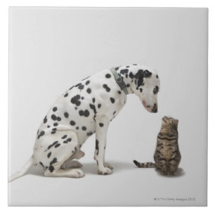 A dog looking at a cat tile
