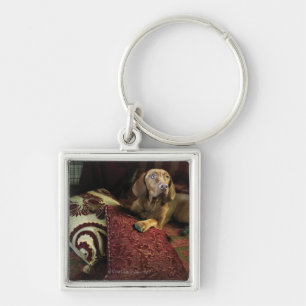 A dog lying on pillows. key ring
