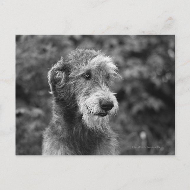 A dog outside. postcard (Front)