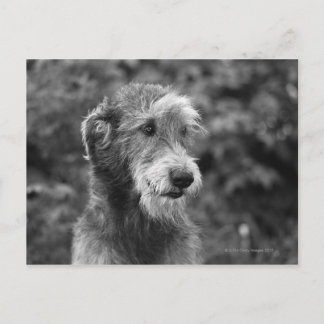 A dog outside. postcard