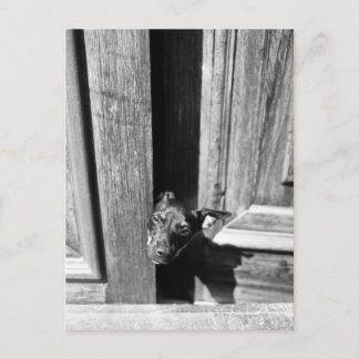 A dog peeking out from a door, close-up. postcard