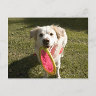 A dog with a frisbee postcard
