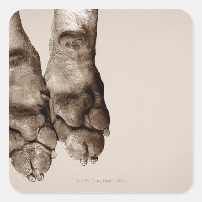 A dogs paws square sticker (Front)