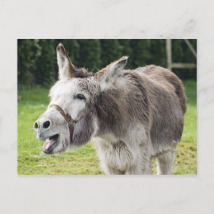 A donkey postcard