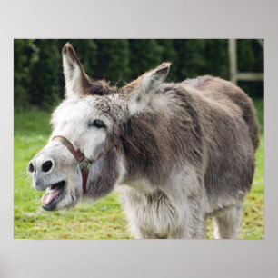A donkey poster