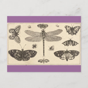 A dragonfly, ladybirds, and butterflies postcard