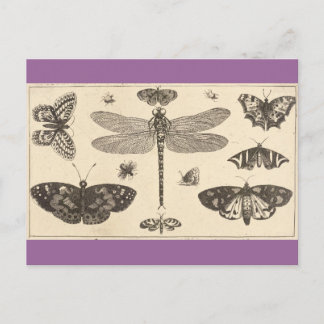 A dragonfly, ladybirds, and butterflies postcard