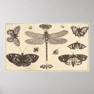 A dragonfly, ladybirds, and butterflies poster