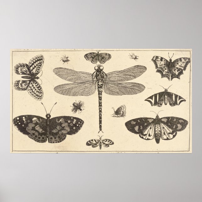 A dragonfly, ladybirds, and butterflies poster (Front)