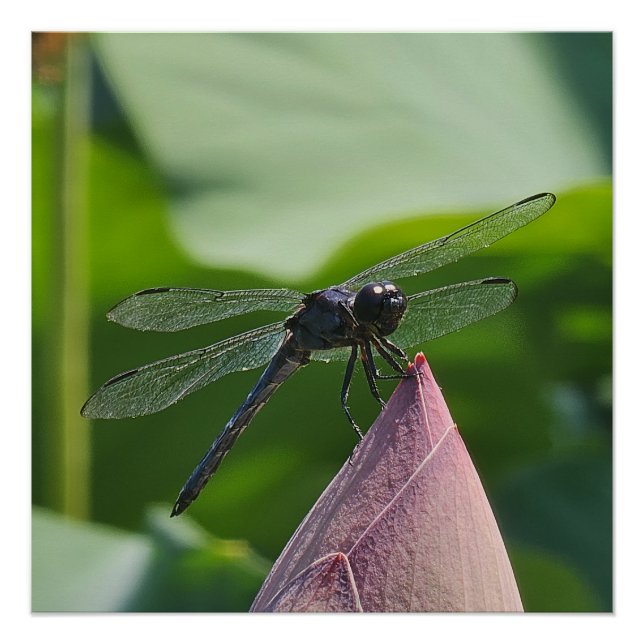 A dragonfly perches poster (Front)